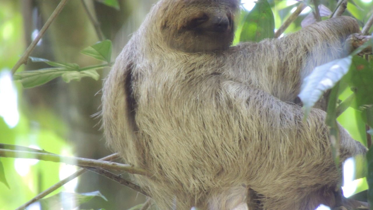 Photo of Others in Ballena