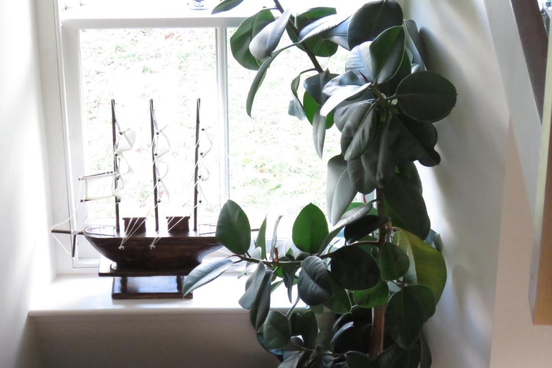 Photo of Livingroom in Melrose
