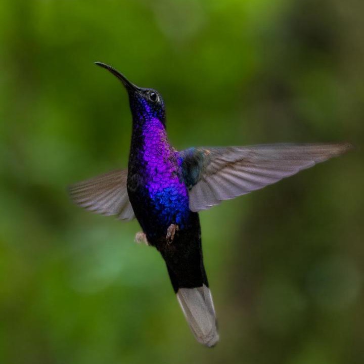 Photo of Others in Monteverde