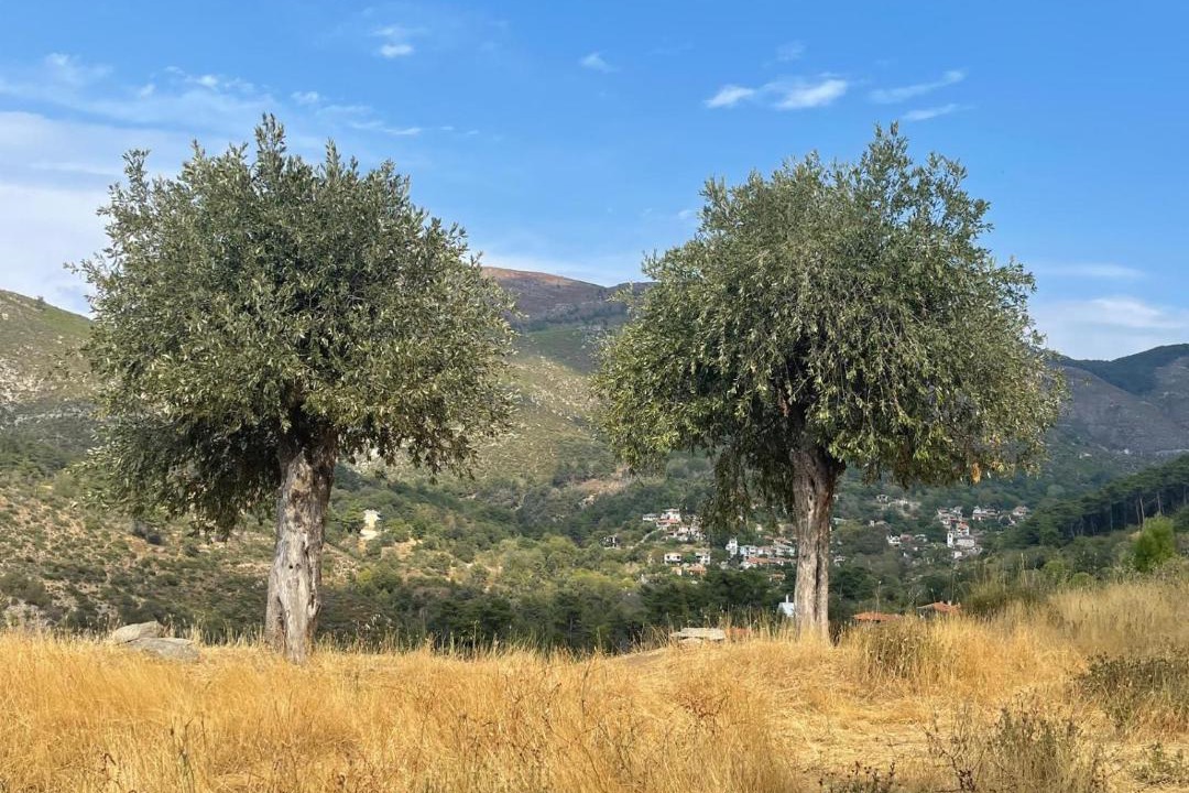 Photo of Others in Megalos Prinos