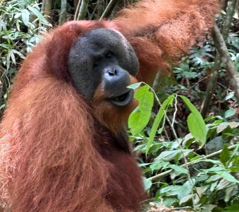 Photo of Others in Bukit Lawang