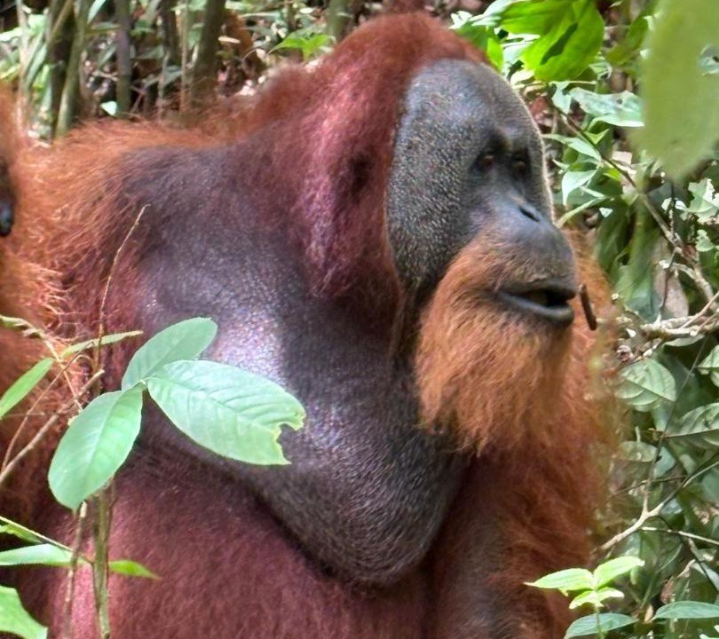 Photo of Others in Bukit Lawang