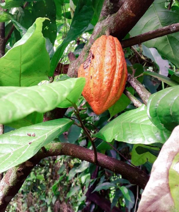 Photo of Outdoor in Bijagua