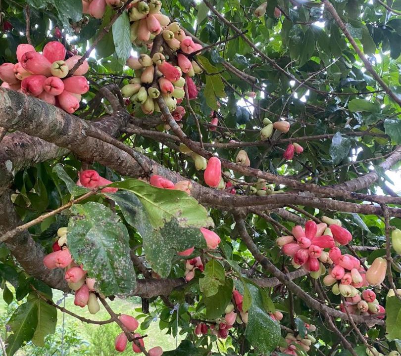 Photo of Outdoor in Sabanilla