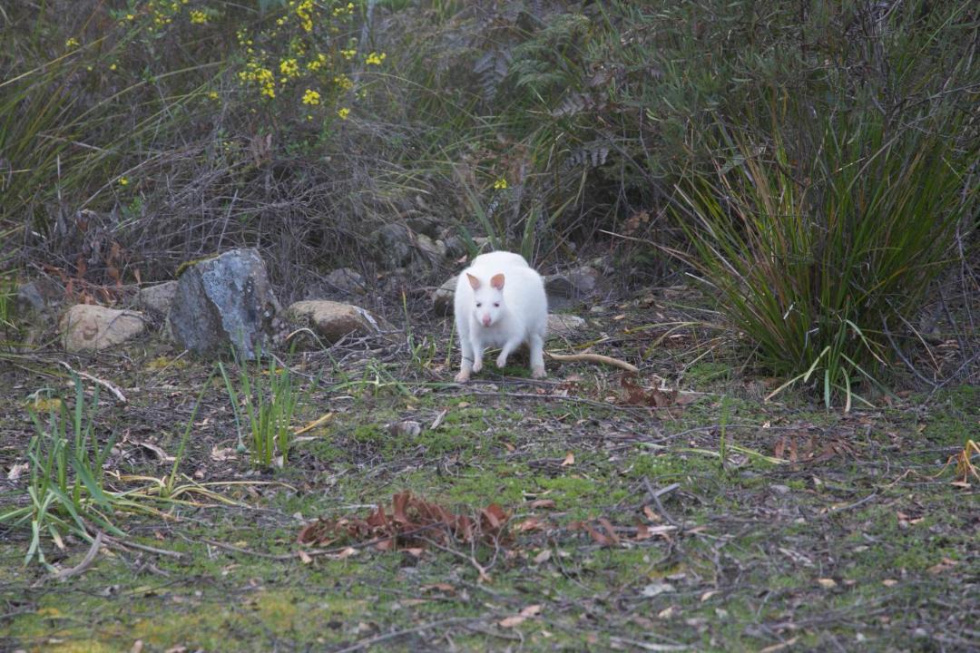 Photo of Others in South Bruny