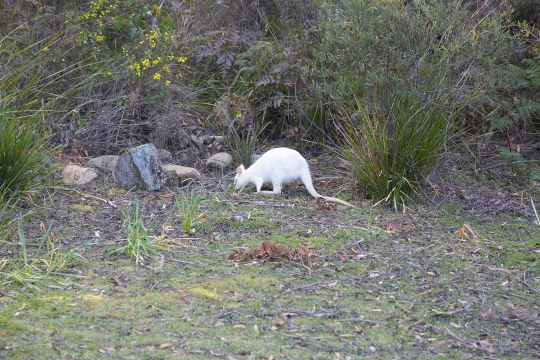 Photo of Others in South Bruny