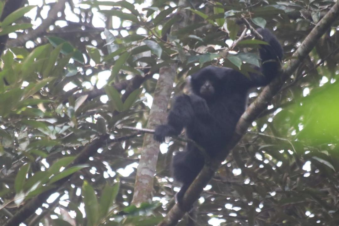 Photo of Others in Bohorok