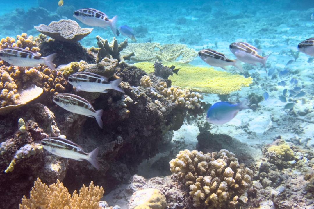 Photo of Others in Gili Air