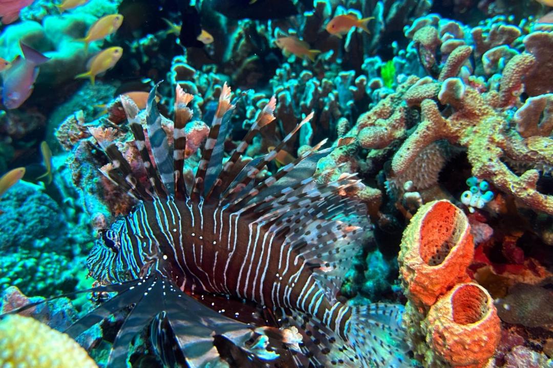 Photo of Others in Gili Air