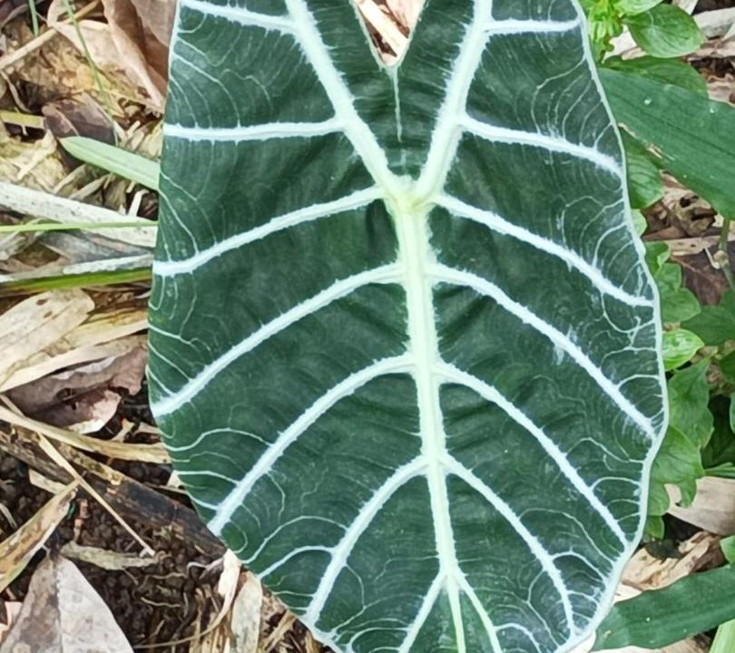 Photo of Outdoor in Bukit Lawang