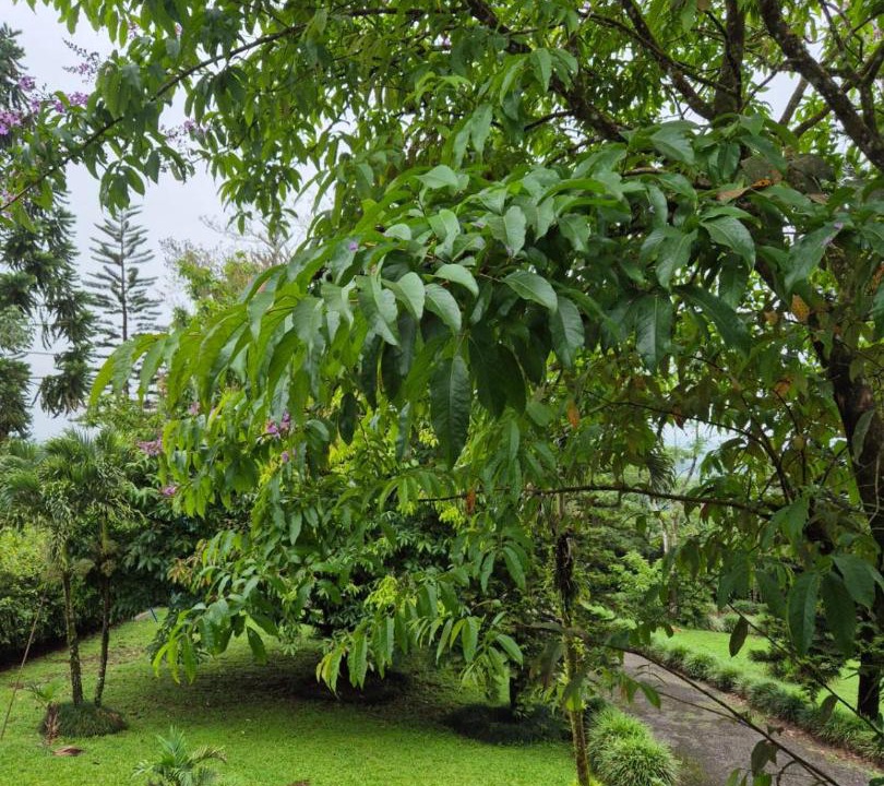 Photo of Outdoor in Penjamo