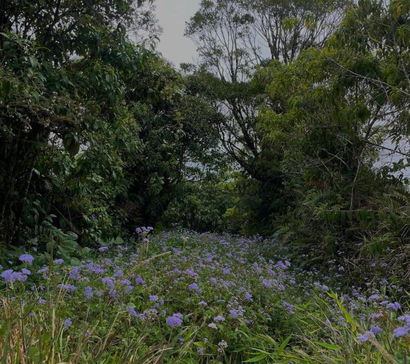 Photo of Others in Poas Volcano National Park