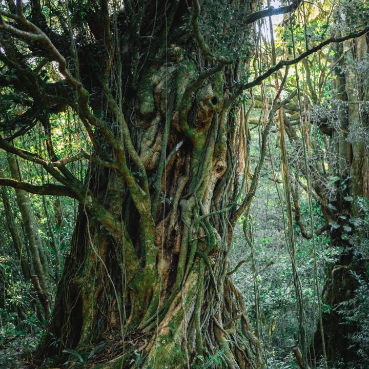 Photo of Others in Monteverde