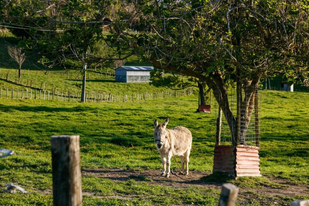 Photo of Others in Gisborne