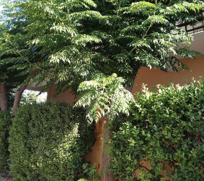 Photo of Outdoor in Drepano