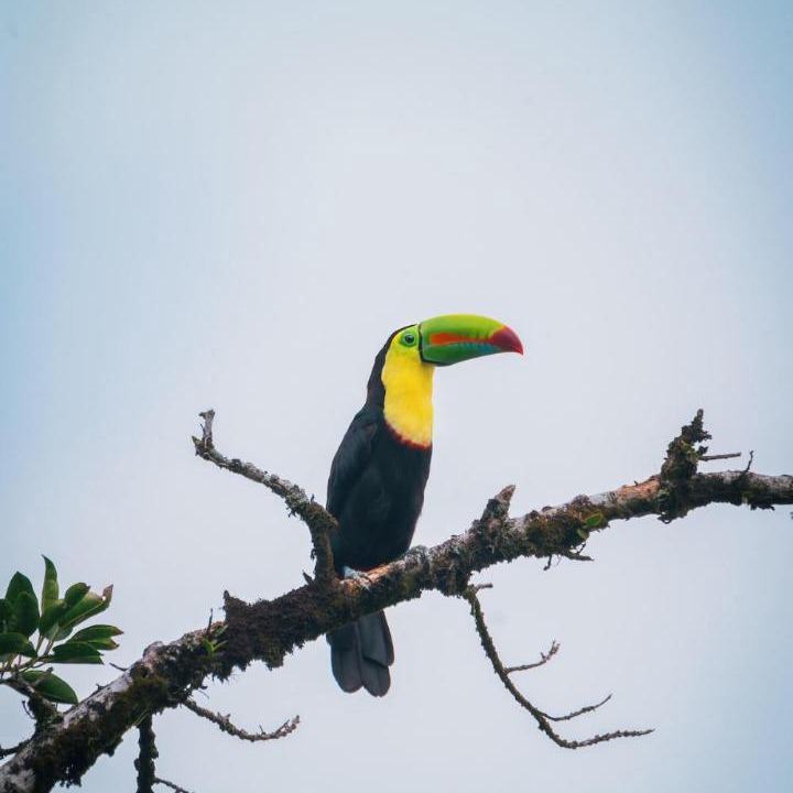 Photo of Others in Monteverde