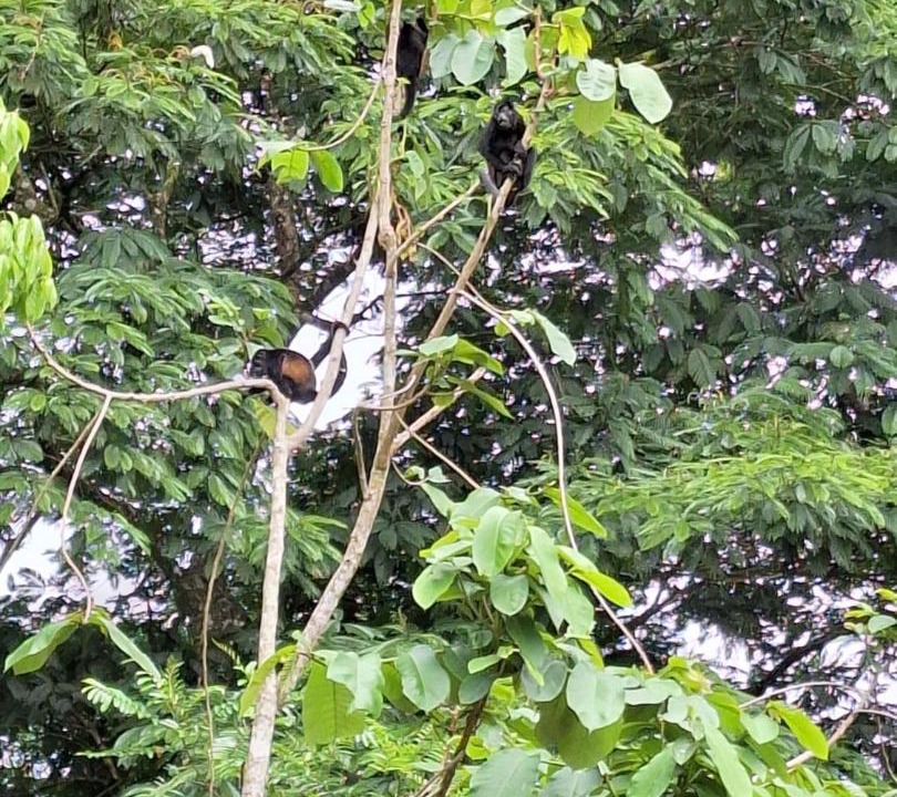 Photo of Others in Chilamate