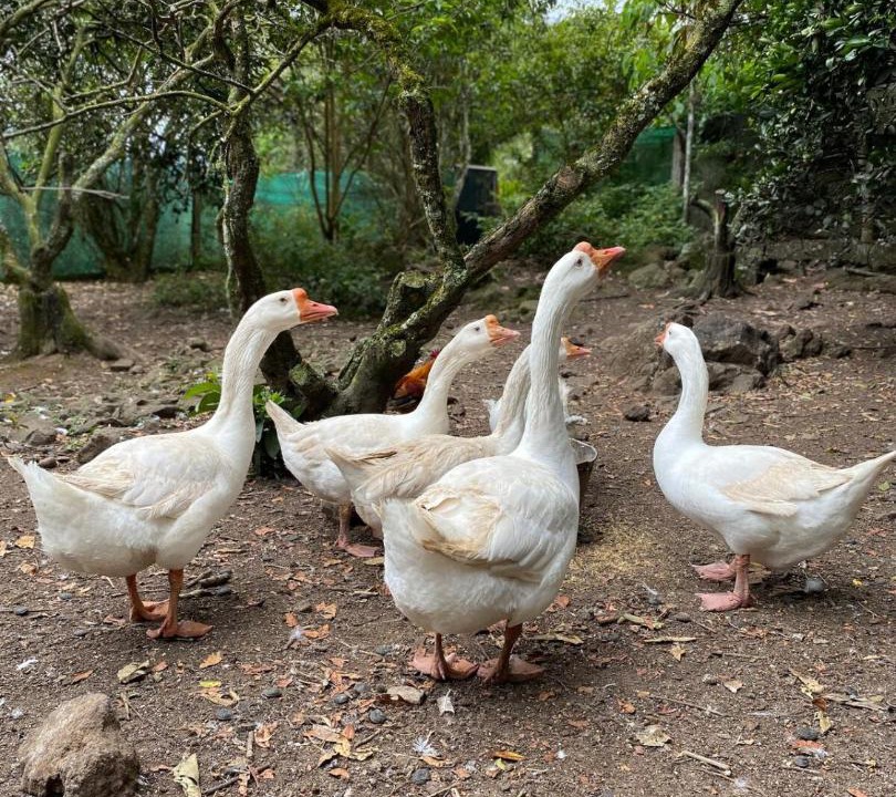 Photo of Others in Santiago