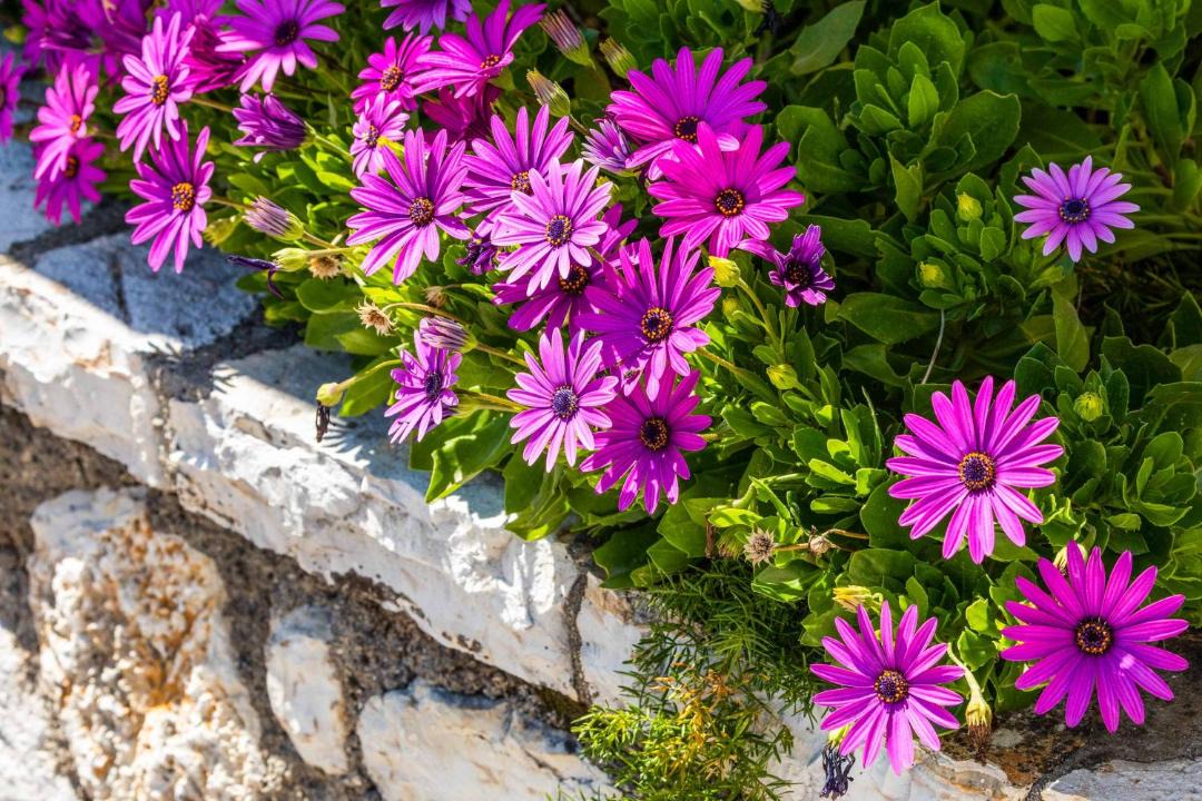 Photo of Others in Agios Stefanos