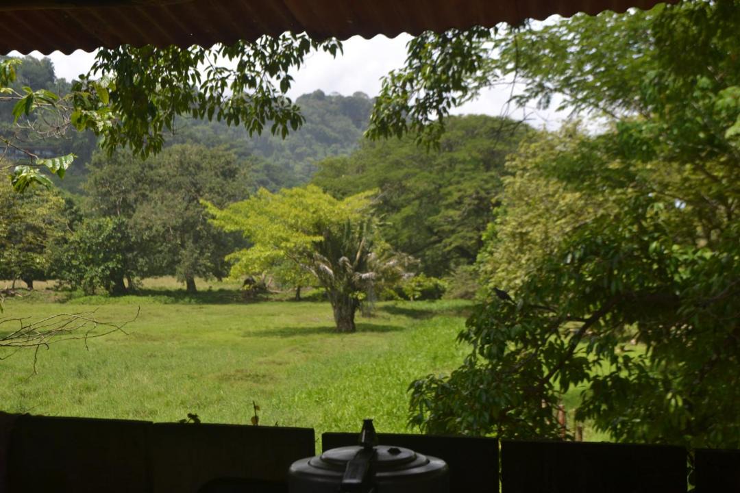 Photo of Others in Pacuare Reserve
