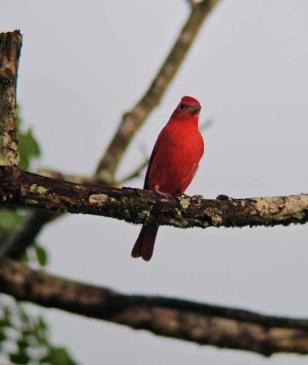 Photo of Others in Pacuare Reserve