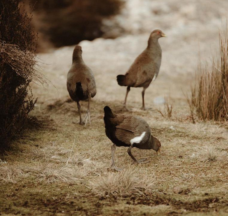 Photo of Others in Deloraine