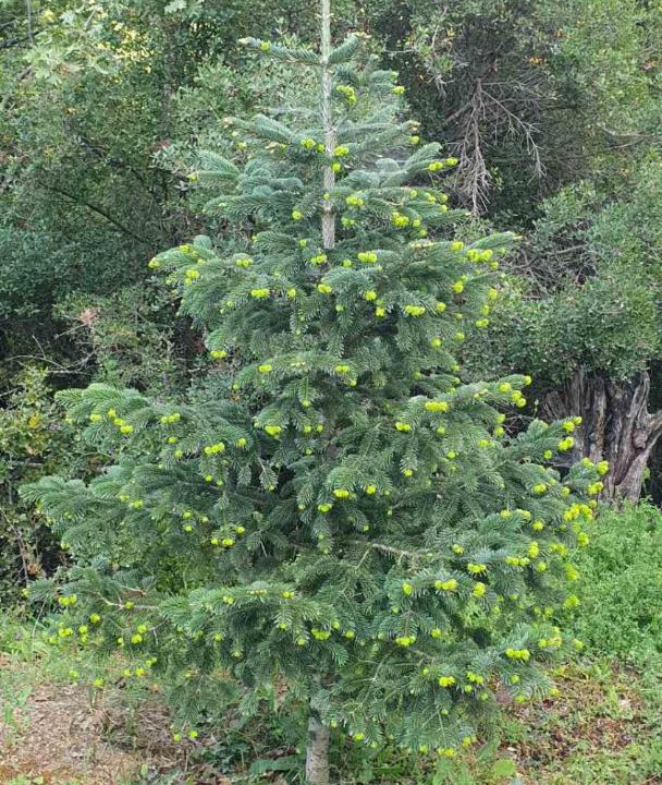 Photo of Outdoor in Perithiotissa