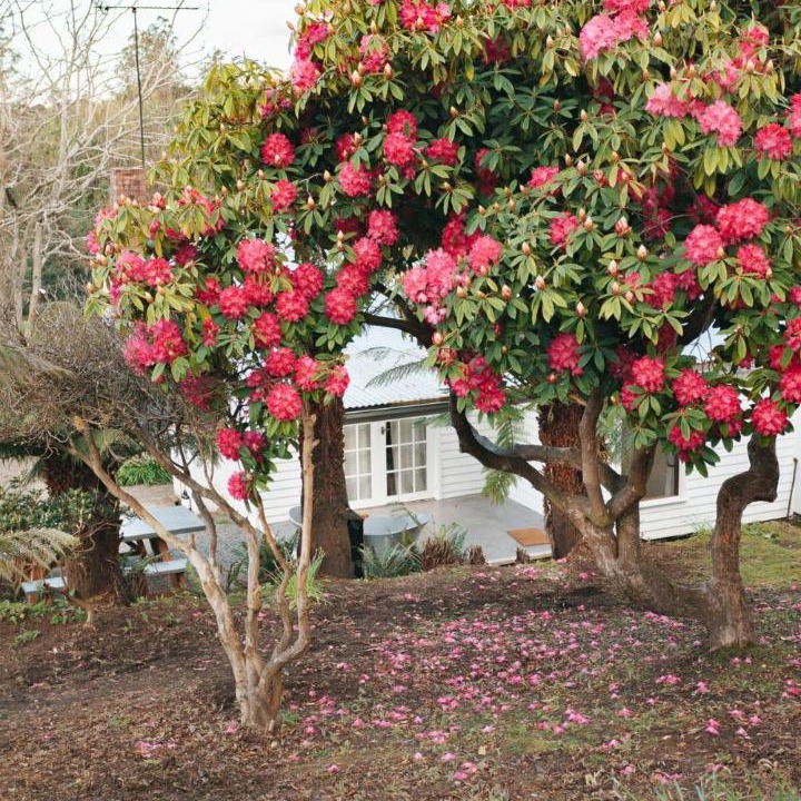 Photo of Outdoor in Tyenna