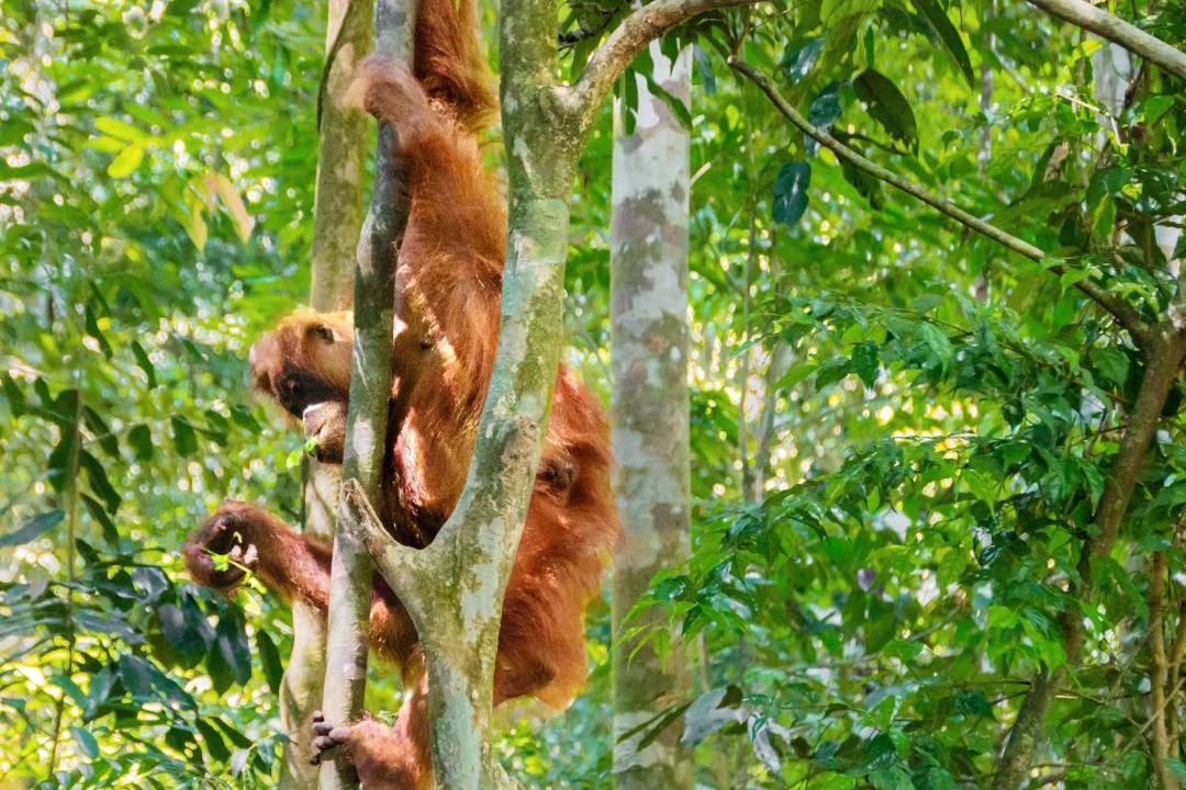 Photo of Others in Bohorok