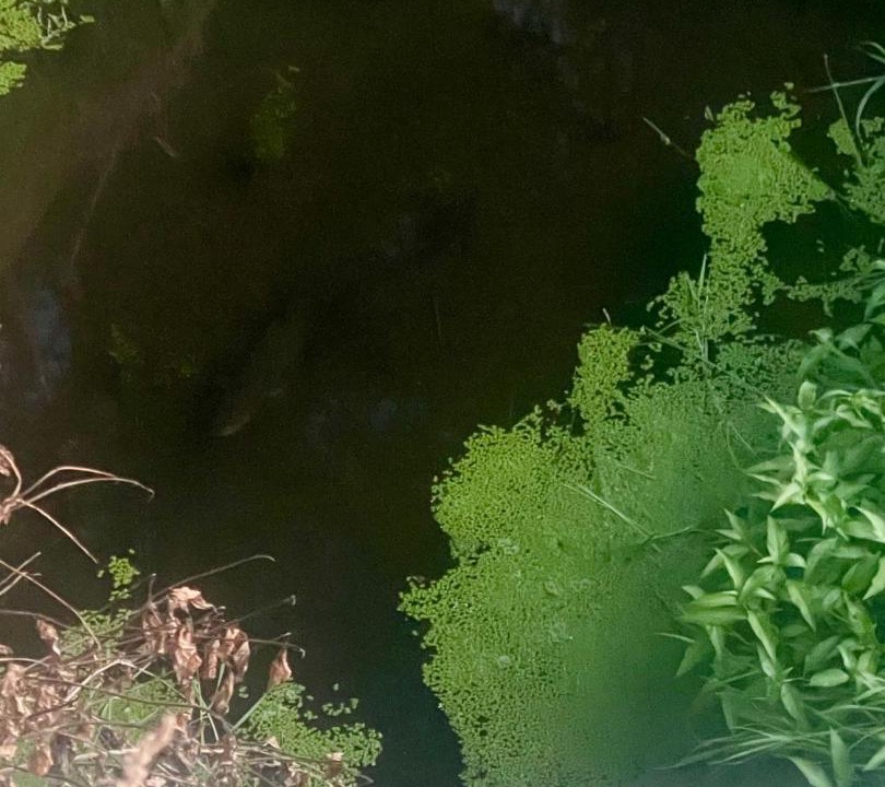 Photo of Others in Ikamatua