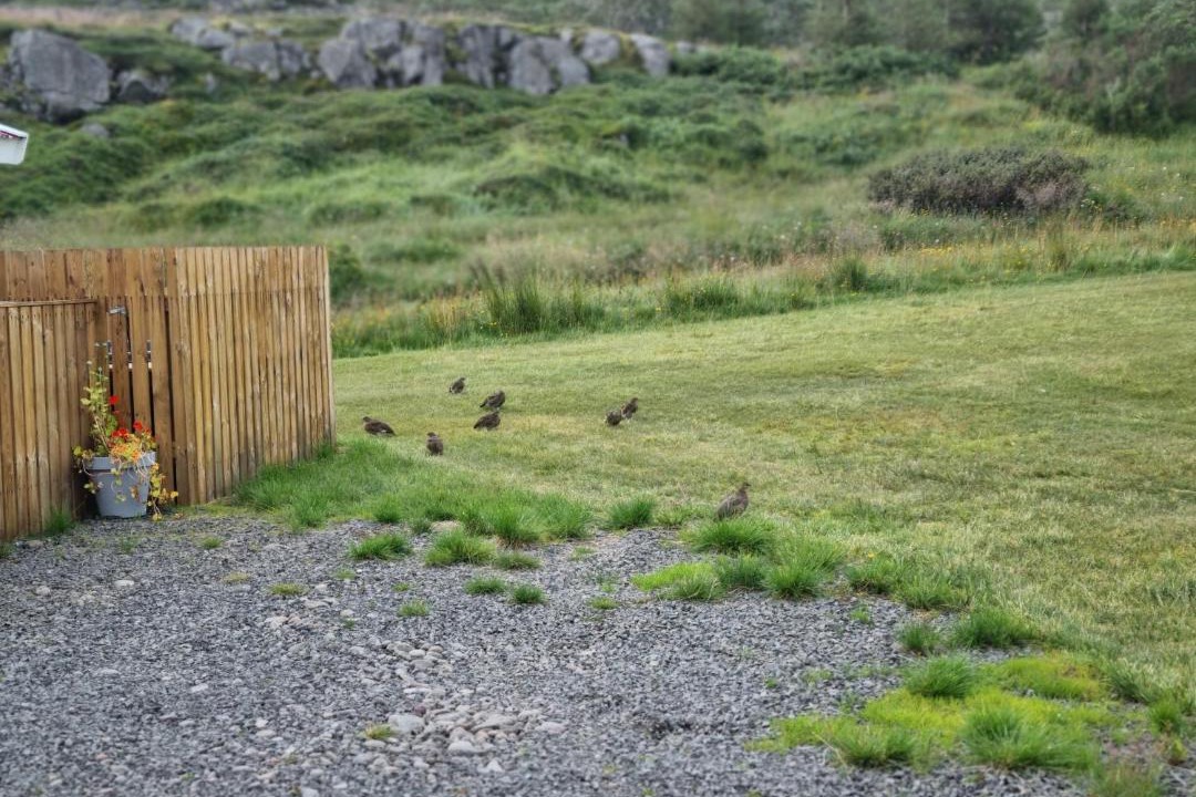 Photo of Others in Holmavik