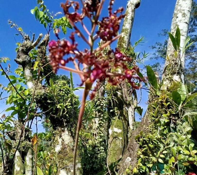 Photo of Outdoor in Alegria