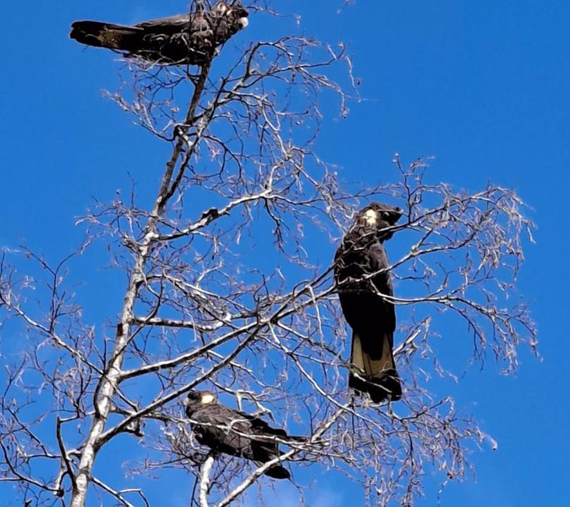Photo of Others in Flowerdale