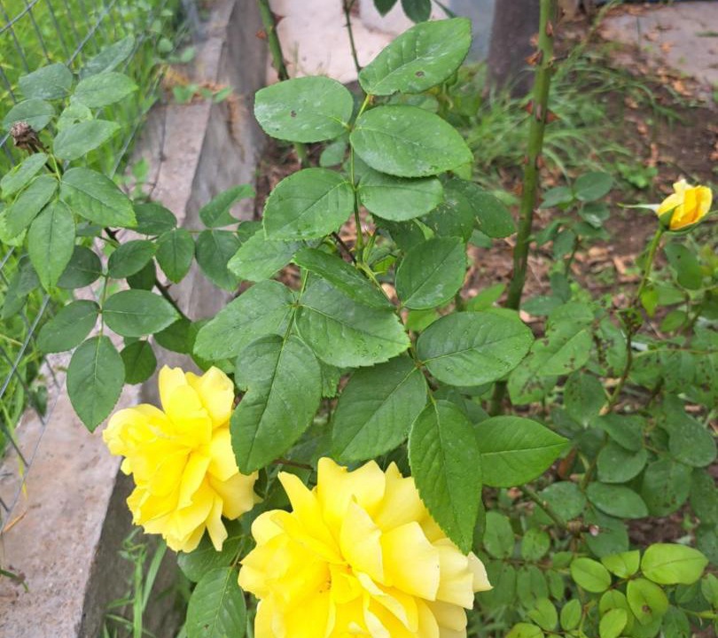 Photo of Others in Archea Pissa