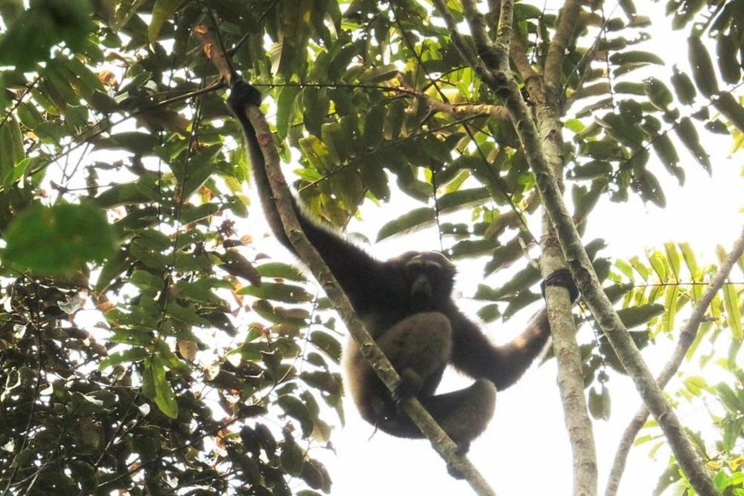Photo of Others in Kalimantan