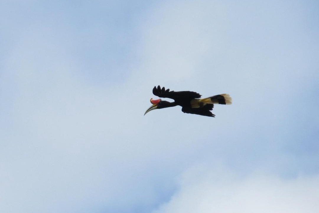 Photo of Others in Kalimantan