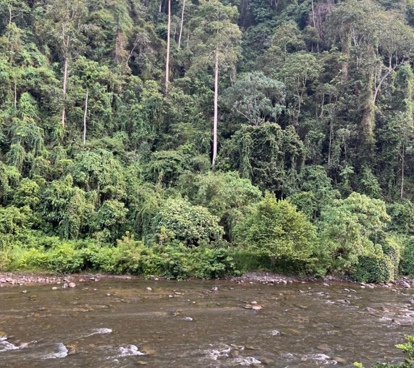 Photo of Others in Bukit Lawang
