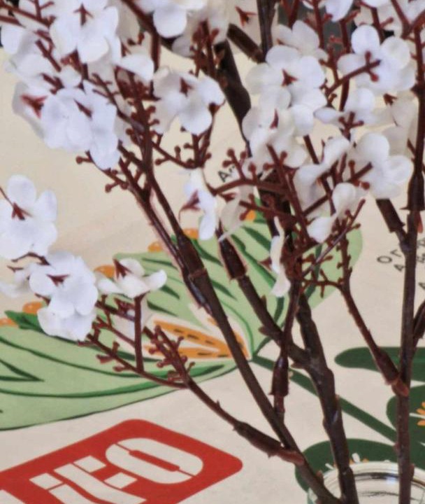 Photo of Others in Tychero