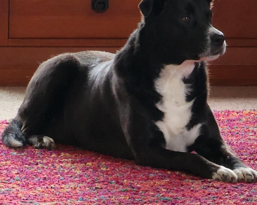 Photo of Others in Napier