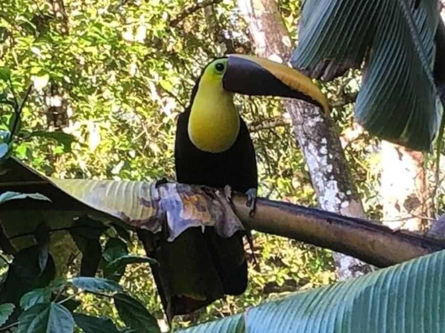 Photo of Others in Dominical