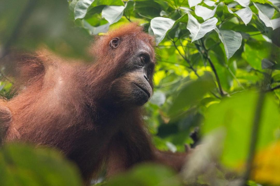 Photo of Others in Bukit Lawang