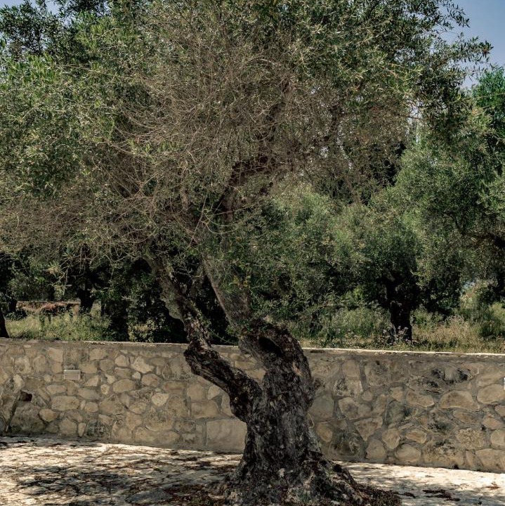Photo of Others in Agrilia