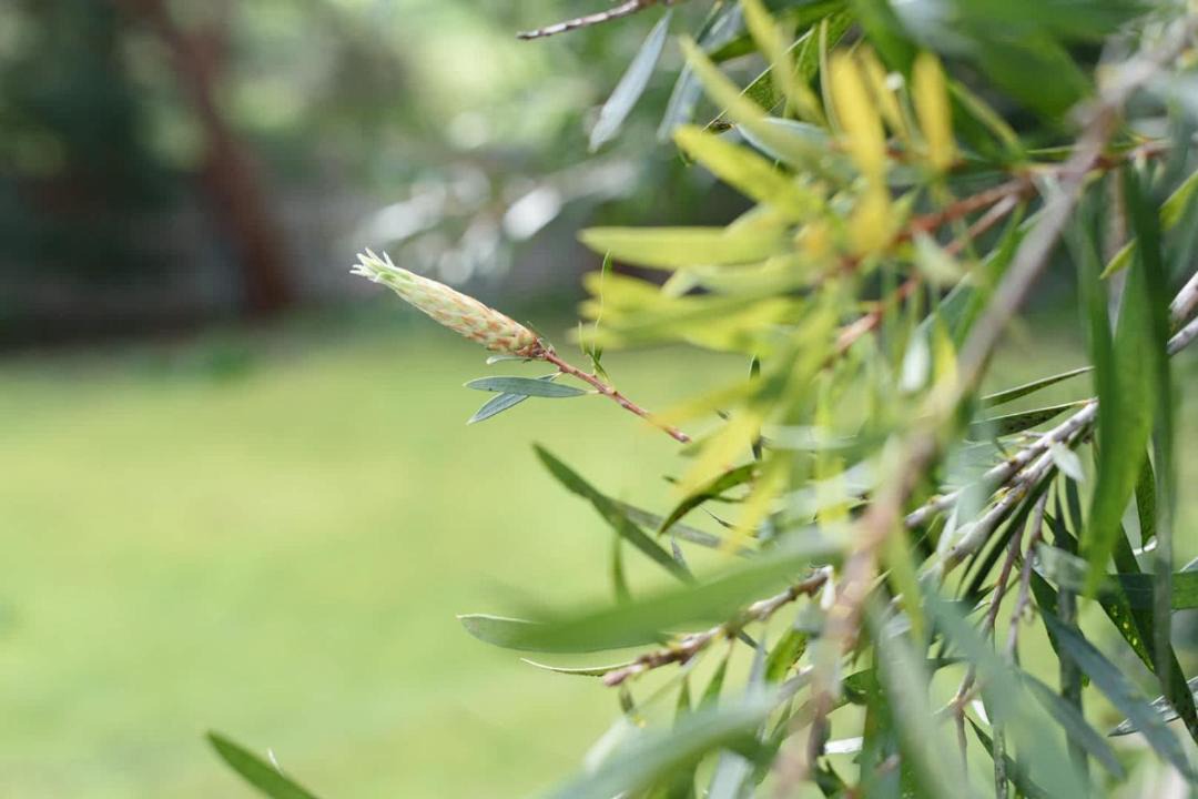 Photo of Outdoor in West Launceston