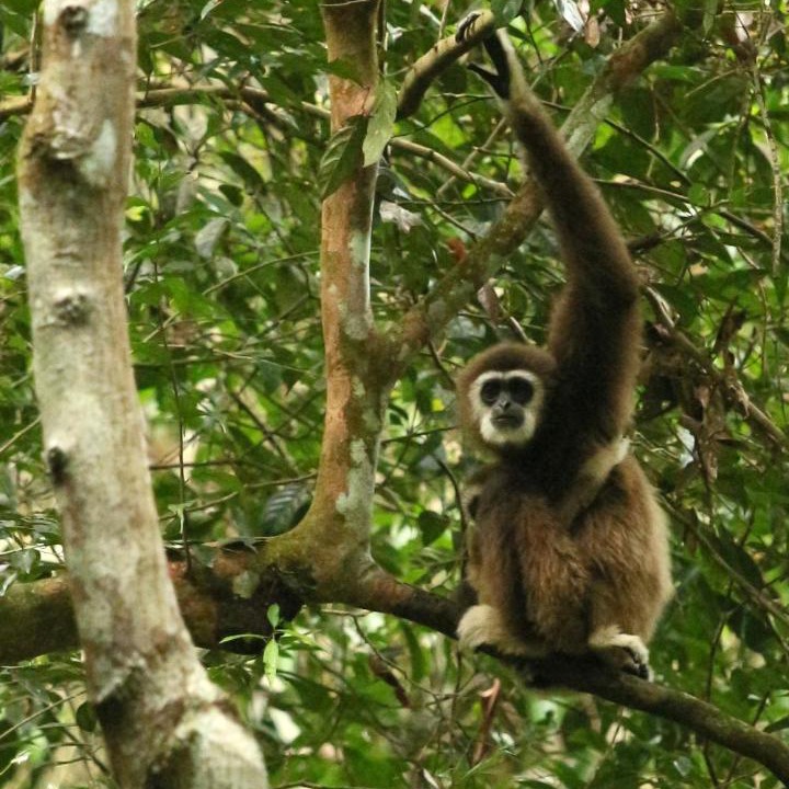 Photo of Others in Bohorok