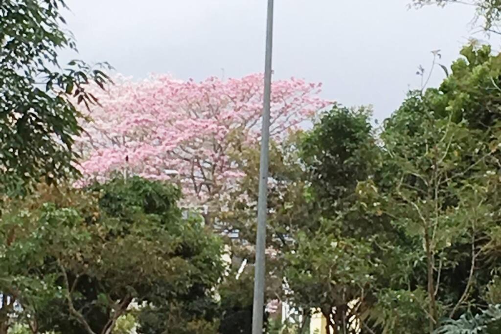 Photo of Outdoor in El Cipres