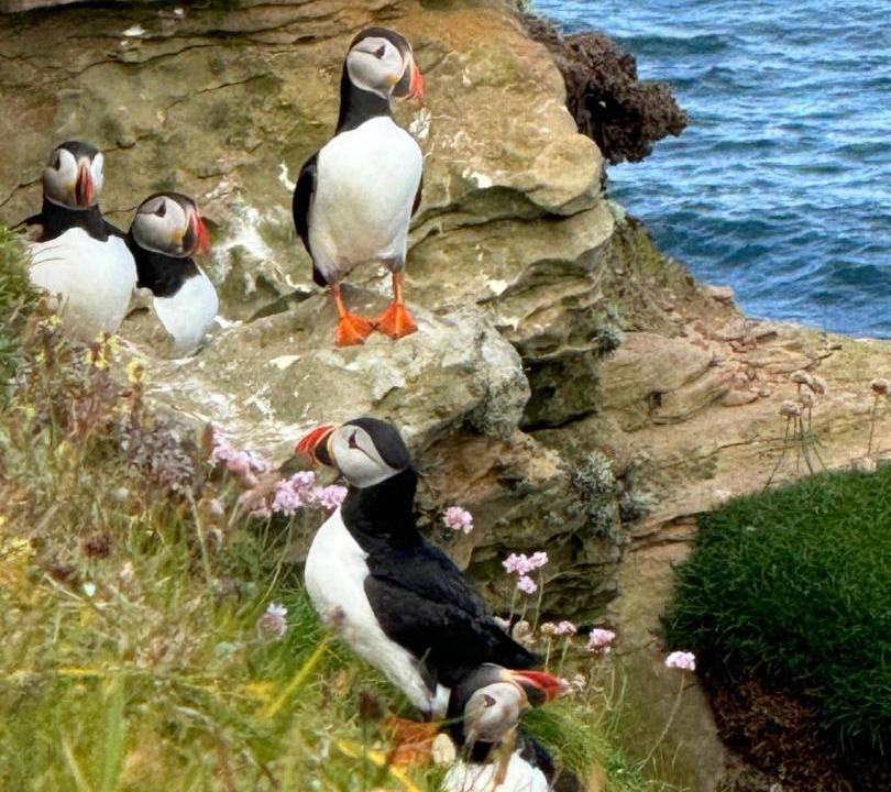 Photo of Others in Auckengill