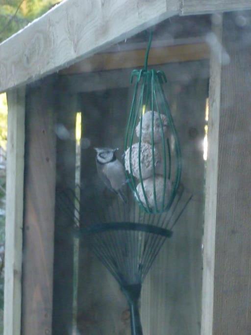 Photo of Others in Nethy Bridge