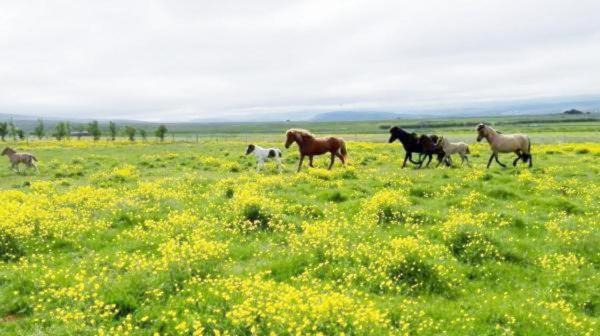 Photo of Others in Akrahreppur