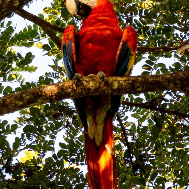 Photo of Others in Sierpe