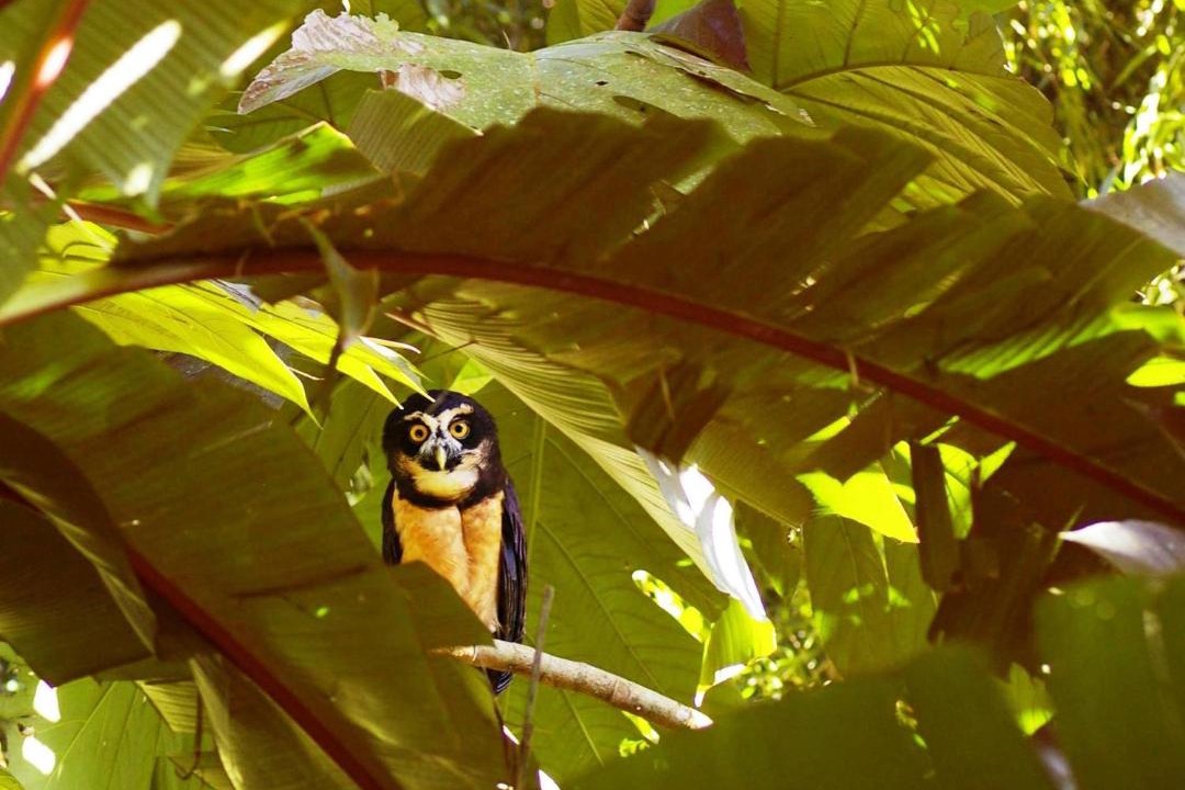 Photo of Others in Puerto Viejo de Sarapiqui